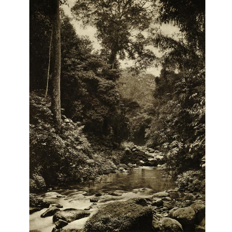 A picture entitled Lansekap Rimba